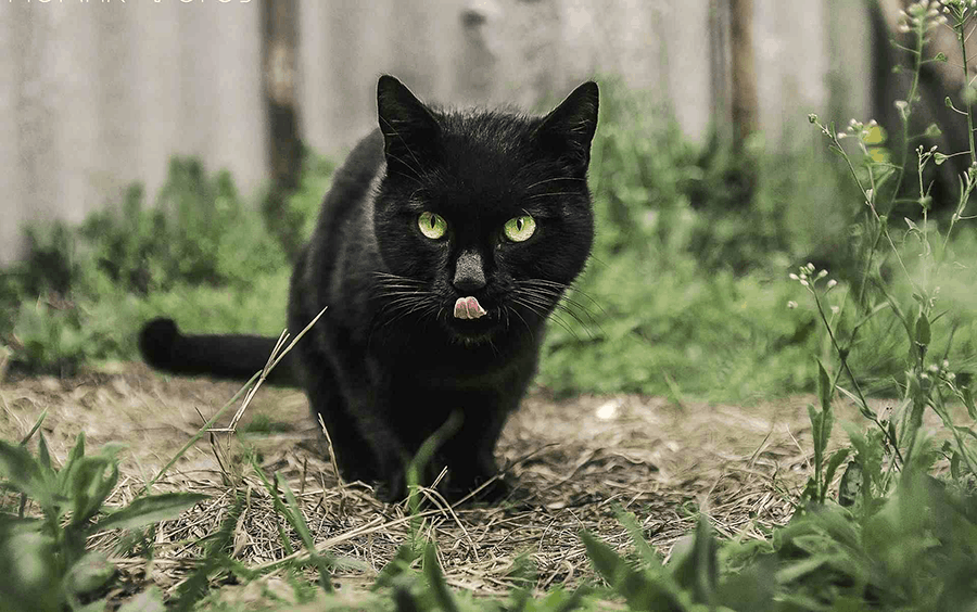 Giấc mơ thấy mèo đen có phải điềm hung không?